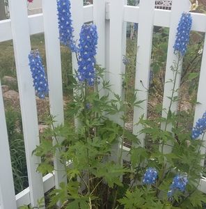 Meet your Posher, Georgette